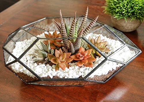 Ferris Island Handmade Glass Home Geometric Glass Succulent Flowerpot | Ideal for succulents, air plants, moss, mini ferns, and DIY terrarium arrangements with natural decorative accents. - size: 5.9"L x 11"W x 6.5"H