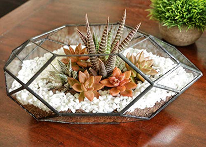 Ferris Island Handmade Glass Home Geometric Glass Succulent Flowerpot | Ideal for succulents, air plants, moss, mini ferns, and DIY terrarium arrangements with natural decorative accents. - size: 5.9"L x 11"W x 6.5"H