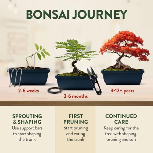 HOME GROWN Bonsai Tree Starter Kit – Unique Christmas Gift for Adults, Men, Women - Grow 4 Bonsais – DIY Crafts Hobby Gardening Kit for Plant Lovers, Mom, Dad - White Elephant Gifts for Adults - style: Starter Bonsai Grow Kit