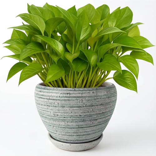 Deep Dream 6 Inch Plant Pots- Ceramic Planter Pot with Drainage Hole and Saucer, Round Flower Pot for Indoor Outdoor Succulent, Snake Plants and Cactus, Brushed Green - color: Brushed Green, size: 6 Inch