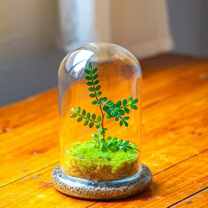 NCYP Glass Cloche Dome with Air Hole and Base, 5.9 x 5.9 x 8.2 Inches, Clear Terrarium Planter for Venus Flytrap, Small Plants, Home Indoor Tabletop Decoration (No Plants) - size: 5.9x5.9x8.2inches
