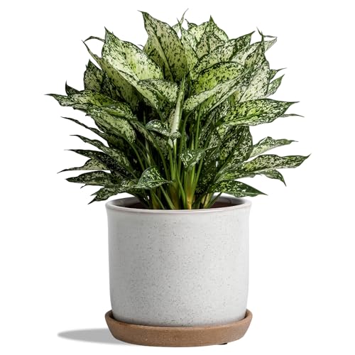 8 Inch Ceramic Planter with Drainage Hole & Bonded Saucer | Indoor/Outdoor Plant Pot with Tray - Flowerpot for Home/Office - Retro Grey - color: Retro Style, Grey, size: 8 inch