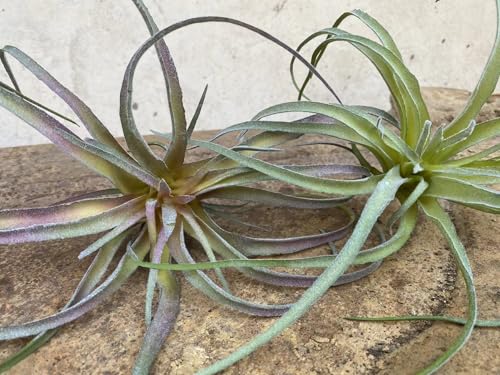 Casktcom® Large Green Real Touch Faux Air Plants, Lifelike Fake Tillandsia Pick, Artificial Air Plants for DIY Garden Wedding Home Decor — No Care Needed 5 pcs - size: Mix Size