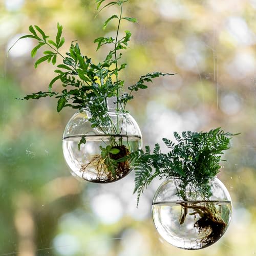 Window Propagation Stations, Oblate Glass Terrariums Planter with Suction Cup Hook, Wall Hanging Planters for Hydroponics Plants, Home, Office, Bathroom, Living Room Decor, Gift for Plant Lovers (2)