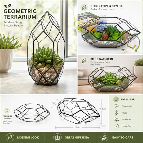 Ferris Island Handmade Glass Home Geometric Glass Succulent Flowerpot | Ideal for succulents, air plants, moss, mini ferns, and DIY terrarium arrangements with natural decorative accents. - size: 5.9"L x 11"W x 6.5"H