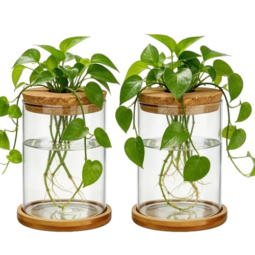 Glass Plant Propagation Stations, 2PCS | Hydroponic Vases, Wooden Lid, Bamboo Stand, Home & Office Decor