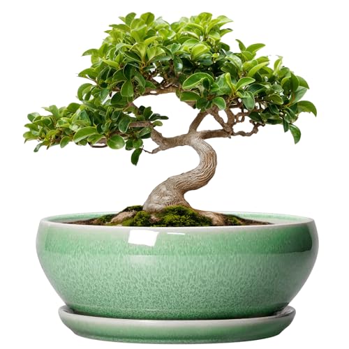 SQOWL Bonsai Planter - 8 Inch Ceramic Succulent Planters for Indoor Plants Outdoor, Shallow Round Planter with Drainage Hole and Saucer, Ceramic Bowl Planters, Home Decor, Birthday Gifts, Green - color: Green, size: 8 Inch