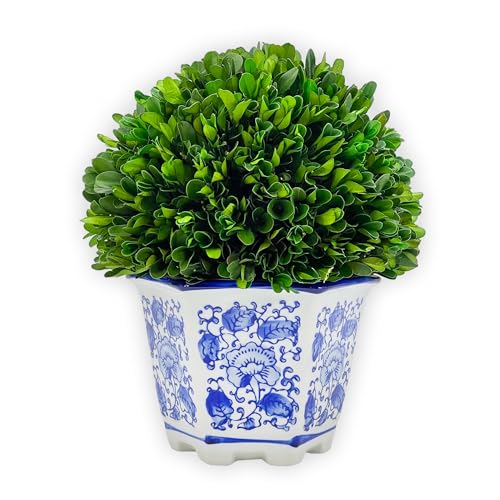 Galt International 9.5" Naturally Preserved Real Boxwood Ball in Hand-Painted Blue & White China Pot Planter Green Indoor Plant Home Decor (9.5" Tall Topiary) - size: Medium 9.5" Hexagon Pot