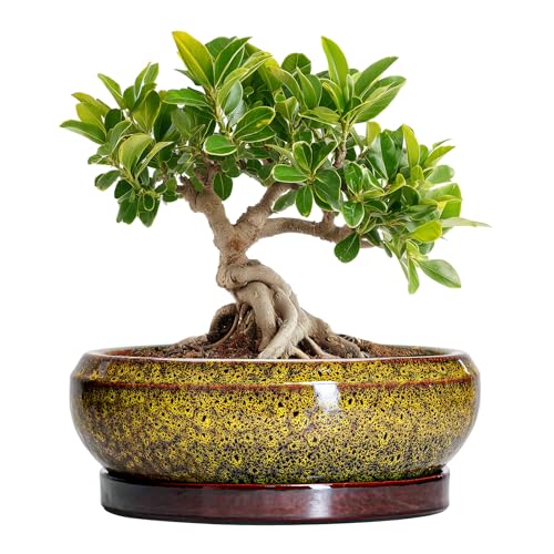 Small Bonsai Pots - 6 Inch Ceramic Succulent Planters with Drainage Hole and Saucer, Shallow Round Planter Indoor Outdoor, Cactus Succulent Pots, Living Room Decor, Plant Lover Gift, Yellow - color: Leopard Yellow, size: 6 Inch