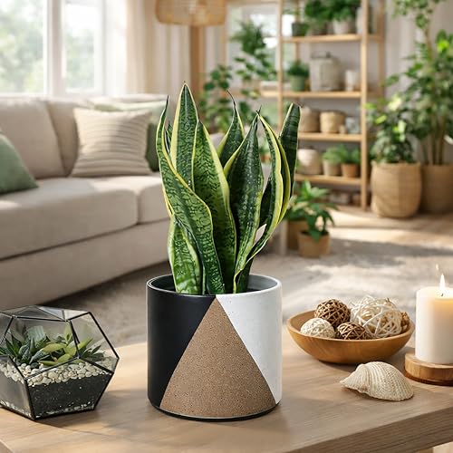 D'vine Dev 2-Pack Cachepot with Clear Pot, 6.5 in, Midnight Mesa, 93-V-C-2 | Dual-Pot System, Root Visibility, Bottom Watering Support, Enhanced Drainage, Artistic Stoneware Design, Easy Plant Care - color: Midnight Mesa, size: 6.5” Cachepot + 6“ Clear Gr