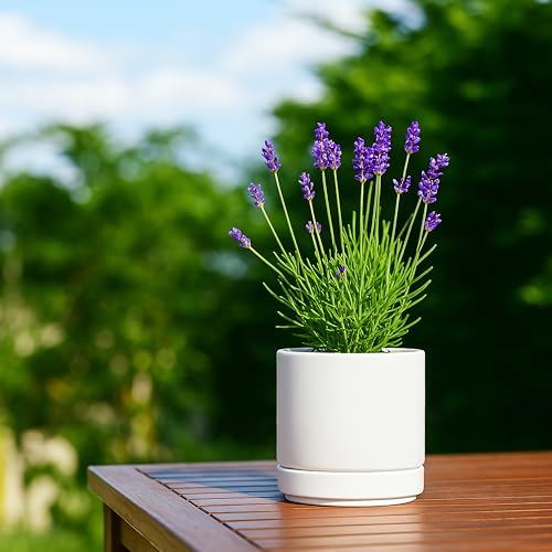 D'vine Dev 4-Pack Ceramic Pots with Saucers, White, 4.7 in, 94-X-B-1 | Glazed Ceramic, Drainage Hole and Saucer, Sleek Cylinder Shape, High Temperature Fired, Ideal for Small Houseplants - color: White, size: 4.7 Inch