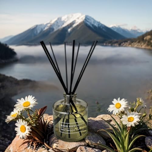 Bellevue Reed Diffuser, 6 fl oz Glass Filled Diffuser, Highly Concentrated Fragrances with Essential Oils, Home Fragrance, Scent:Driftwood Sand (Pack of 2) - size: PACK OF 2