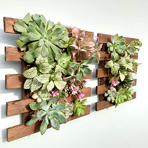 ShopLaLa Wall Planter - 2 Pack Wooden Hanging Succulent Wall Decor, Live Air Plants Orchids Wall Mounted Holder Frame Display for Indoor Outdoor, Living Plant Wall Decor Balcony Garden | Live Air Plants Orchids Wall Mounted Holder Frame Display for Indoor