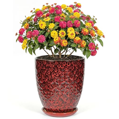 9.5 Inch Flower Pots for Indoor Plants,Ceramic Planter with Saucer Drainage Leak-Proof Mesh Gardening Gloves (Diamond Red) - color: Diamond Red, size: 9.5 Inch