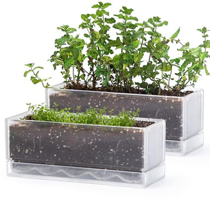 D'vine Dev 2-Pack Rectangular Planters, 12 x 4.5 in, Clear, 76-X-D-2 | Minimalist Design, Large Planting Capacity, Drainage Holes & Saucer, Thick-Walled Durable Build, Ideal for Windowsills - color: Clear