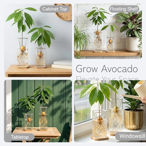 Avocado Seed Growing Kit, Set of 2 Glass Vases with Stainless Steel Holder & Wood Base, Avocado Growing Vase Hydroponic Propagation Starter Kit for Sprouting, Home Decor Plant Gift - No Seeds