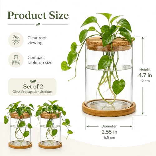 Glass Plant Propagation Stations, 2PCS | Hydroponic Vases, Wooden Lid, Bamboo Stand, Home & Office Decor
