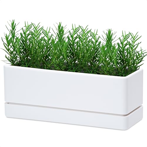 D'vine Dev Rectangular Planter, 12 x 4.5 in, White, Set of 1, 76-X-A-1 | Minimalist Design, Large Planting Capacity, Drainage Holes & Saucer, Thick-Walled Durable Build, Ideal for Windowsills - color: White