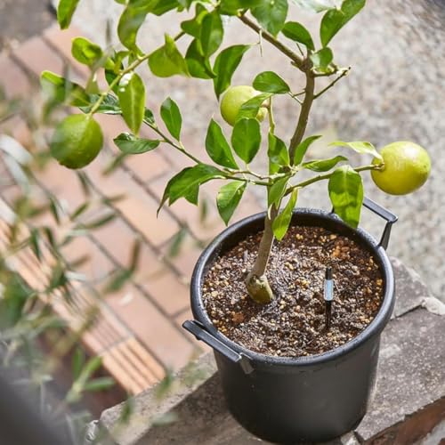 IPPINKA Sustee Aquameter - Large - Black - Bundle of 12 - Leave-in Soil Moisture Meter for Potted Plants - Plant Water Sensor - Refillable