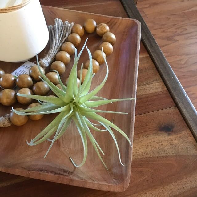 Casktcom® Large Green Real Touch Faux Air Plants, Lifelike Fake Tillandsia Pick, Artificial Air Plants for DIY Garden Wedding Home Decor — No Care Needed 5 pcs - size: Mix Size