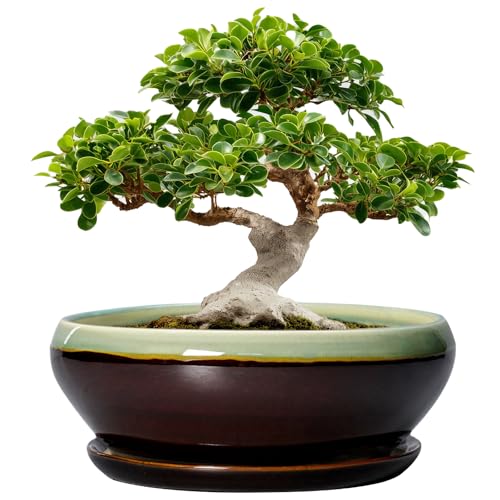 SQOWL Bonsai Pots 12 Inch - Large Ceramic Pots for Succulents with Drainage Hole and Saucer, Shallow Planter for Indoor Plants Outdoor, Round Planter Bowl, Office Decor, Gifts for Women, Green-Brown - color: Green-brown, size: 12 Inch