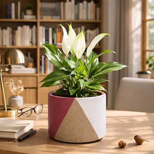 D'vine Dev 2-Pack Cachepot with Clear Pot, 6.5" Low, Crimson Dune, 93-V-D-4 | Dual-Pot System, Root Visibility, Bottom Watering Support, Enhanced Drainage, Artistic Stoneware Design, Easy Plant Care - color: Crimson Dune, size: 6.5” Cachepot + 6“ Clear Gr
