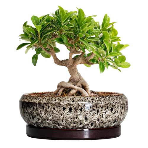 Bonsai Pots - 8 Inch Ceramic Pots for Plants with Drainage Hole and Saucer, Round Succulent Pot, Bonsai Planters Indoor Outdoor, Shallow Planter Bowl, Patio Decor, Gardening Gift, White - color: Leopard Brown-white, size: 8 Inch