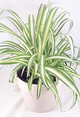 Ocean Spider Plant - Easy to Grow - Cleans the Air - 4" ceramic white pot Pot