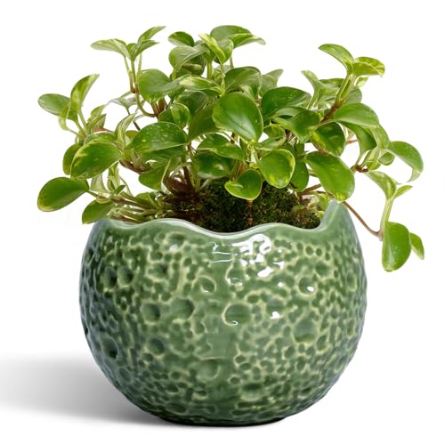 Ceramic Plant Pots - 4 inch Plant Pot with Drainage Hole, Small Pots for Plants Indoor Outdoor, Unique Round Planter, Modern Decorative Flower Pot, Room Decor, House Warming Gifts, Green - color: Green, size: 4.5 Inch