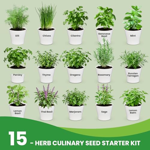 Herb Garden Starter Kit – Fruivity 12800+ 15 in 1 Herb Heirloom Seed Kits for Indoor/Outdoor Planting | Herb Indoor Garden Kit Starter - Complete Herb Garden Starter Set with Gift Packaging for Family