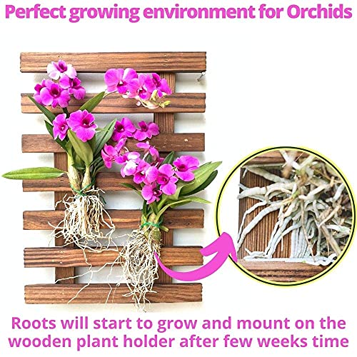 ShopLaLa Wooden Wall Planter for Succulents (40cm) Air Plant Wall Hanger | Indoor Outdoor, Live Orchid Wall Wood Display Frame Vertical Garden Balcony Deck Bathroom Macetas para Plantas De Aire - size: 40cm (15.7")
