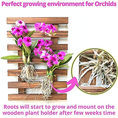 ShopLaLa Wooden Wall Planter for Succulents (40cm) Air Plant Wall Hanger | Indoor Outdoor, Live Orchid Wall Wood Display Frame Vertical Garden Balcony Deck Bathroom Macetas para Plantas De Aire - size: 40cm (15.7")