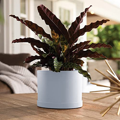 Bloem Mathers Planter w/Saucer Tray 8" Misty Blue (Pack of 3) - color: Misty Blue, size: 8" (Pack of 3)