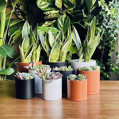 D'vine Dev 3-Pack Plastic Pots & Saucers, 4/5/6 in, Terracotta, 74-V-C-1 | Multi-Size Options, Lightweight Durable, Matte Finish, Cylinder Shape, Drainage Holes, Sleek Design, Detachable Saucer - color: Terracotta, size: Small