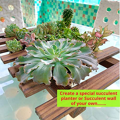 ShopLaLa Wooden Wall Planter for Succulents (40cm) Air Plant Wall Hanger | Indoor Outdoor, Live Orchid Wall Wood Display Frame Vertical Garden Balcony Deck Bathroom Macetas para Plantas De Aire - size: 40cm (15.7")