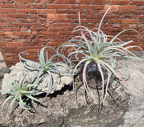 Casktcom® Extra Large Artificial Air Plants – Set of 3 Faux Tillandsia Bromeliads，Fake Succulent Plants – No Care Needed - size: Large