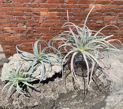 Casktcom® Extra Large Artificial Air Plants – Set of 3 Faux Tillandsia Bromeliads，Fake Succulent Plants – No Care Needed - size: Large
