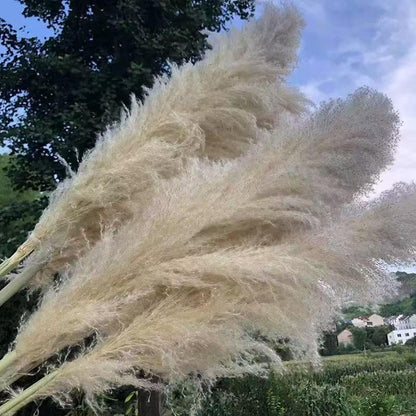 43.3 Inch Natural Pampas Grass Bouquet, 23.6 Inch Large Fluffy Plumes, Zero Maintenance Boho Farmhouse Decor for Floor Vase, Wedding Party Home Decoration, 10 Stems