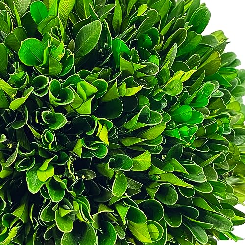 Galt International 7" Naturally Preserved Real Boxwood Ball in Hand-Painted Blue & White Round Bulb China Pot Planter Green Indoor Plant Home Decor (Small 7" Tall Topiary) - size: Small 7" Round Pot