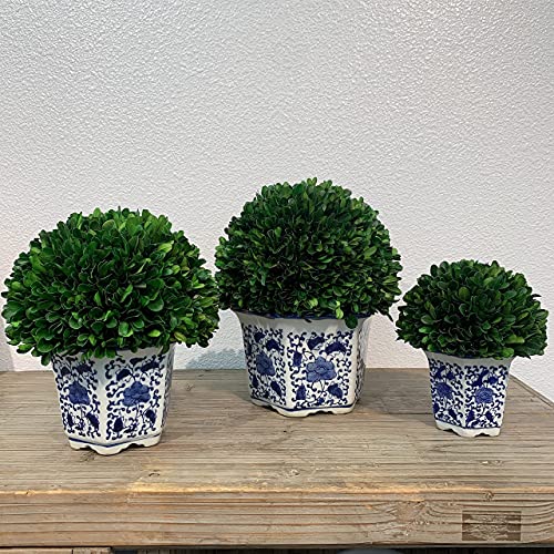 Galt International 11" Naturally Preserved Real Boxwood Ball in Hand-Painted Blue & White China Pot Planter Green Indoor Plant Home Decor (11" Tall Topiary) - size: Large 11" Hexagon Pot