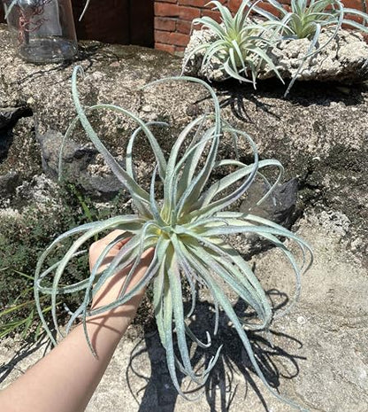 Casktcom® Extra Large Artificial Air Plants – Set of 3 Faux Tillandsia Bromeliads，Fake Succulent Plants – No Care Needed - size: Large