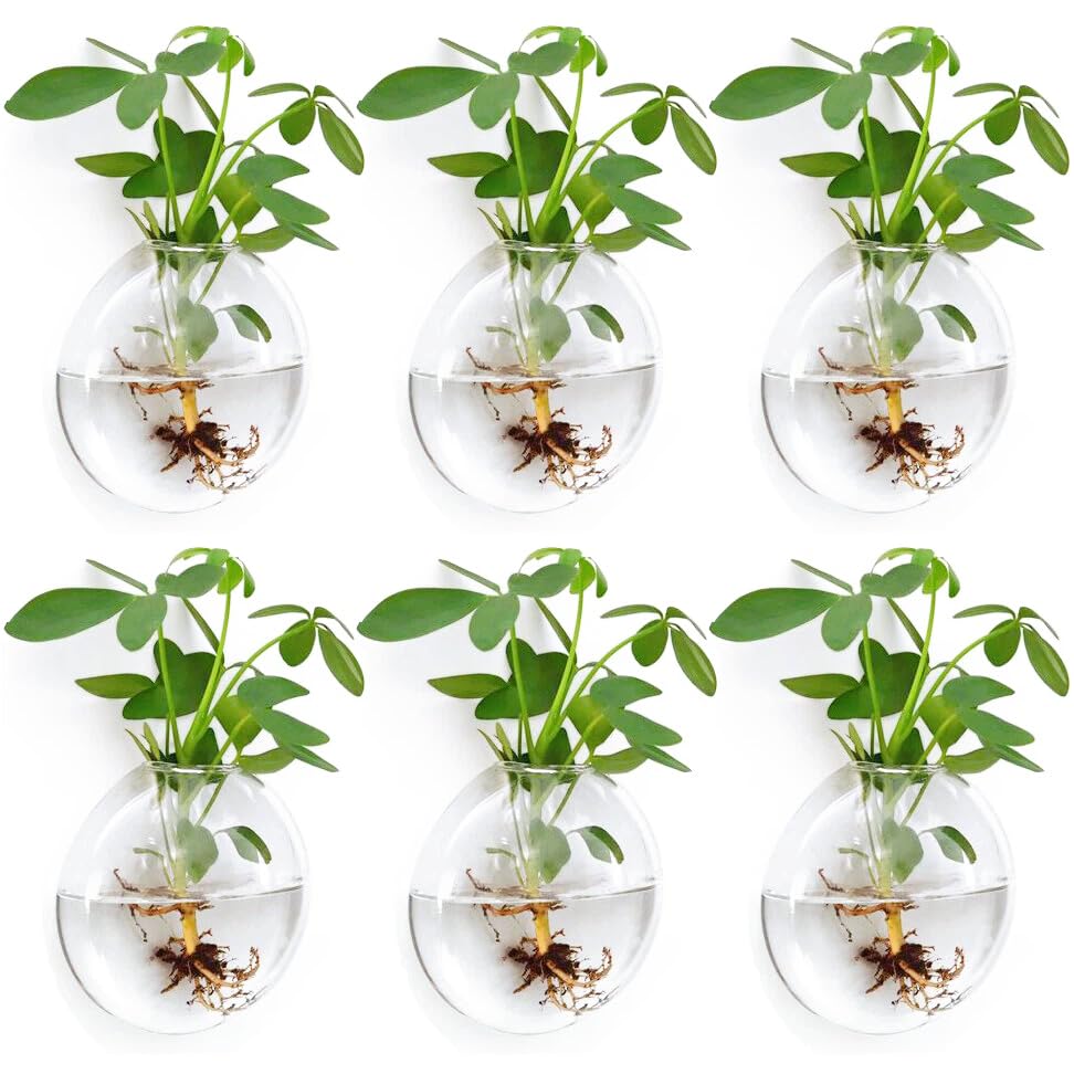 Wall Propagation Planters 6 Pack Wall Glass Planters Wall Plant Holder | Glass Wall Vase, Indoor Hydroponic Decor, Plant Propagation Wall Hanging