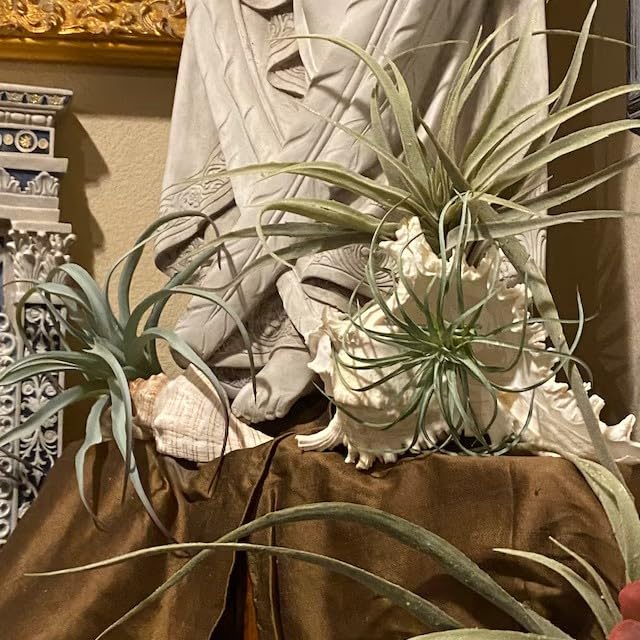 Casktcom® Large Green Real Touch Faux Air Plants, Lifelike Fake Tillandsia Pick, Artificial Air Plants for DIY Garden Wedding Home Decor — No Care Needed 5 pcs - size: Mix Size