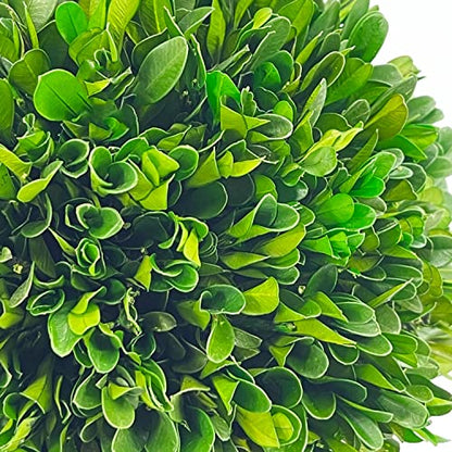 Galt International 9.5" Naturally Preserved Real Boxwood Ball in Hand-Painted Blue & White China Pot Planter Green Indoor Plant Home Decor (9.5" Tall Topiary) - size: Medium 9.5" Hexagon Pot