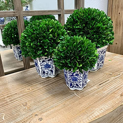 Galt International 11" Naturally Preserved Real Boxwood Ball in Hand-Painted Blue & White China Pot Planter Green Indoor Plant Home Decor (11" Tall Topiary) - size: Large 11" Hexagon Pot