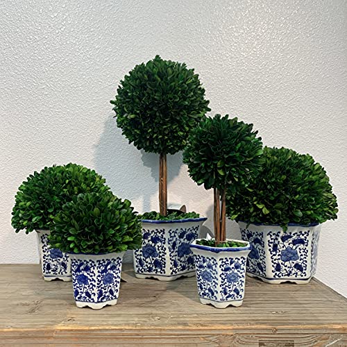 Galt International 9.5" Naturally Preserved Real Boxwood Ball in Hand-Painted Blue & White China Pot Planter Green Indoor Plant Home Decor (9.5" Tall Topiary) - size: Medium 9.5" Hexagon Pot