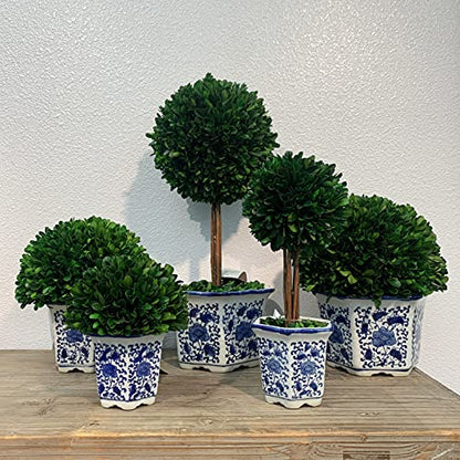 Galt International 9.5" Naturally Preserved Real Boxwood Ball in Hand-Painted Blue & White China Pot Planter Green Indoor Plant Home Decor (9.5" Tall Topiary) - size: Medium 9.5" Hexagon Pot