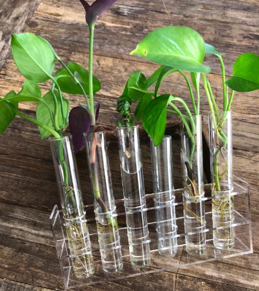 Modern Minimalist Desktop Plant Propagation Station w/ 6 Extra Large Glass Test Tubes in Clear Acrylic Stand - Hydroponic Plant Cuttings Bud Vase for Office Home Garden Decor Terrarium