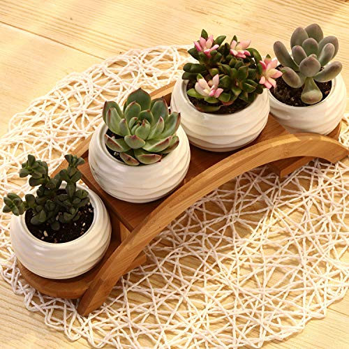 E-liu Eliu Cute Small Ceramic Succulent Pots and Stand Set, Pack of 4 | White Succulent Planter Pot with Drainage Fits Well In Windowsills, Office Indoor Decoration, Plants Not Included