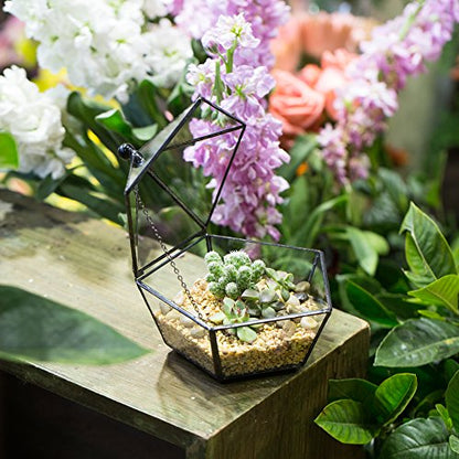 NCYP Small Glass Geometric Terrarium, Closed Jewel-Boxed Shape Container, Plant Succulent Planter Pot, Indoor Garden Decor, 5.3" x 5.3" x 4.5" (Terrarium Only)